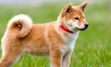 Illustration : "Eduquer un chien sourd"