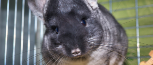 Illustration : "Le langage du Chinchilla"