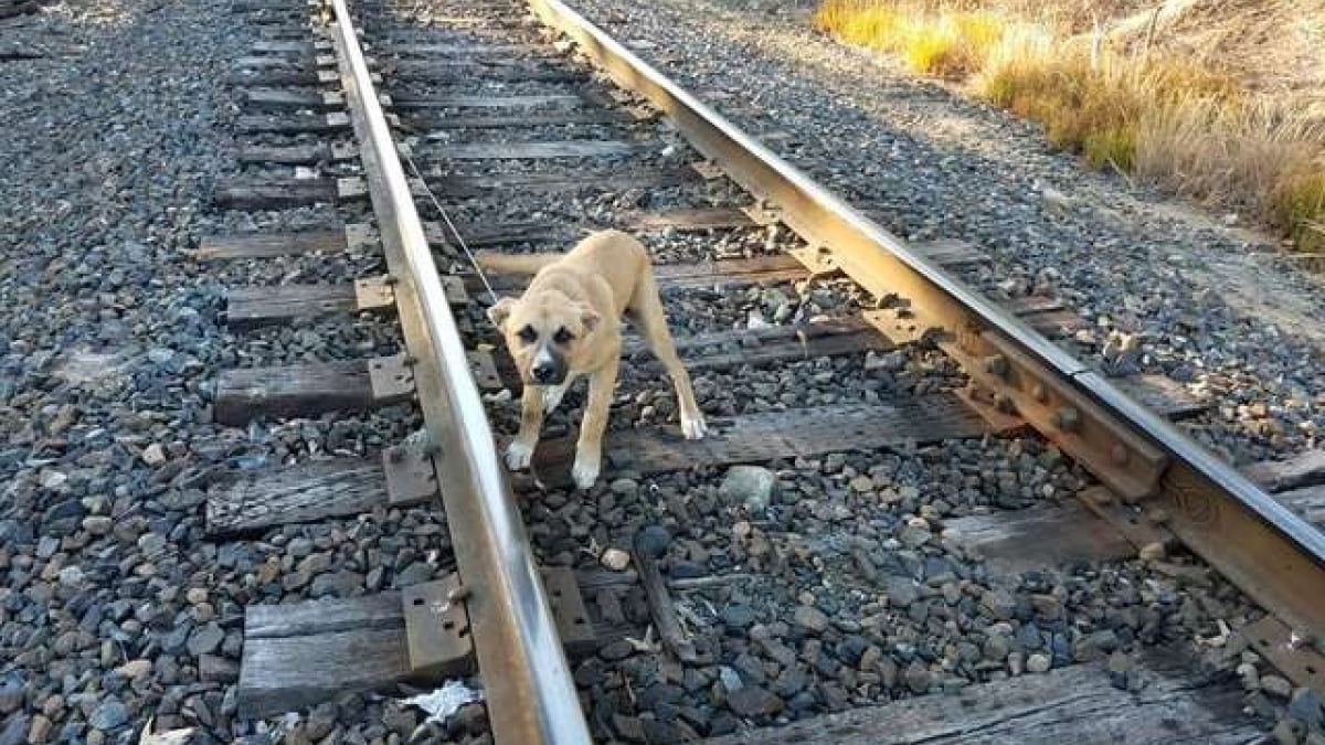 Illustration : "Attaché sur la voie ferrée, ce chiot a été secouru par un passant"