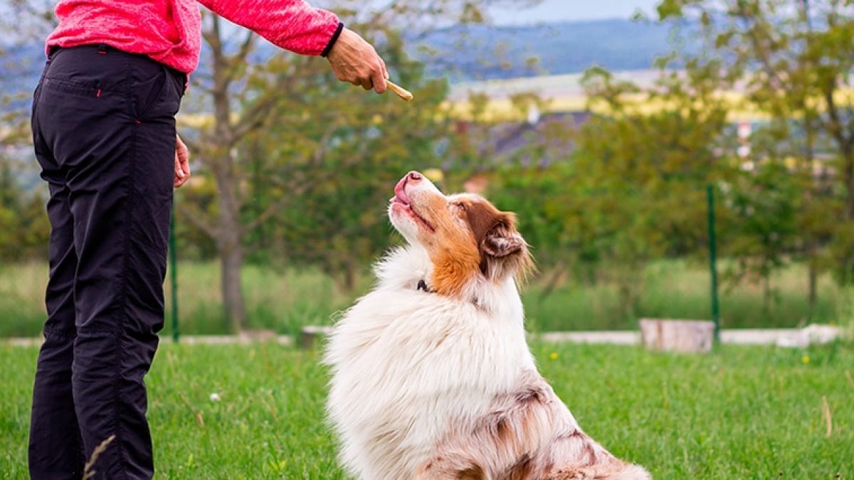 Illustration : "Récompenser son chien"