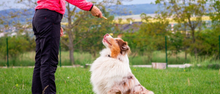 Illustration : "Récompenser son chien"