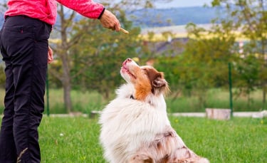 Illustration : "Récompenser son chien"