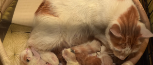 Illustration : "La naissance des chatons"