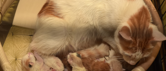 Illustration : "La naissance des chatons"