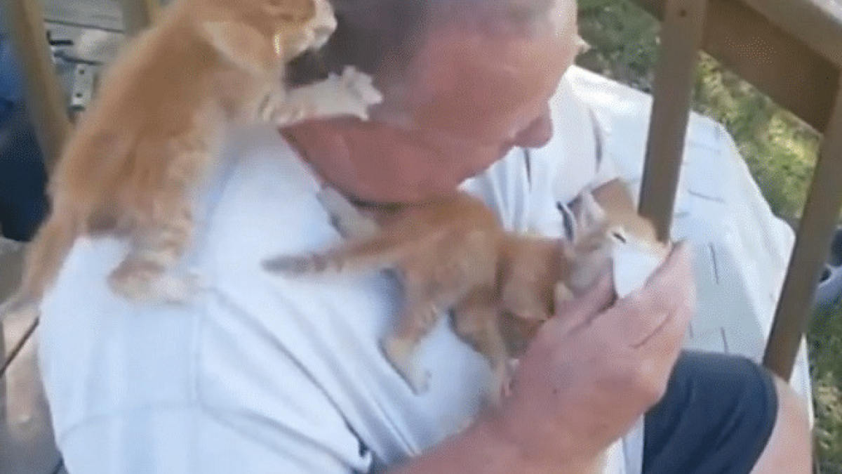 Illustration : "Un homme nourrit les chatons au biberon et se fait griffer à plusieurs reprises"