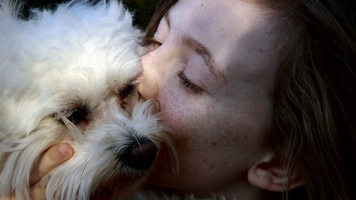 Illustration : "Se faire lécher le visage par votre chien, bonne ou mauvaise idée ?"