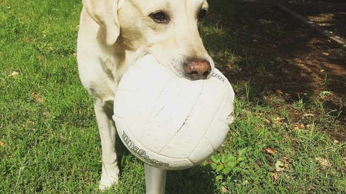 Illustration : "Un chien ne quitte plus son nouvel ami d’une semelle : un ballon de volley"