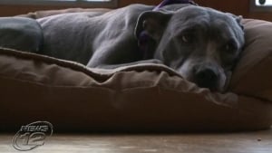 Illustration : 3 religieuses âgées sauvent un Pitbull en l’adoptant