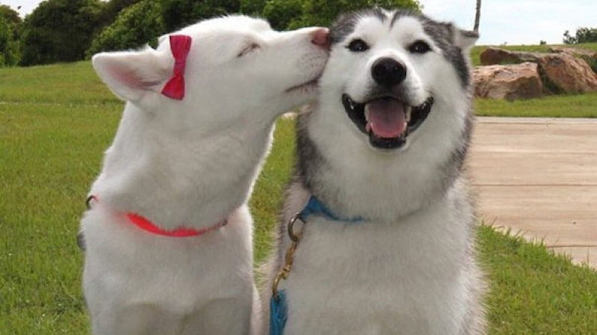 Illustration : "20 photos de chiens qui vont vous aider à sauter le pas pour en adopter un second"