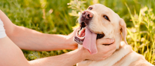 Illustration : "Comment et pourquoi caresser son chien ?"