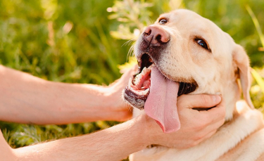 Illustration : "Comment et pourquoi caresser son chien ?"