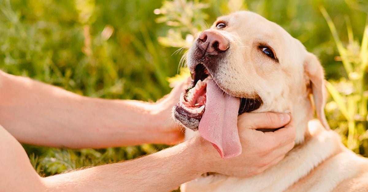 Connaitre La Race De Son Chien Comment et pourquoi caresser son chien ? - Les bons gestes