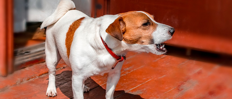 Illustration : "Mon chien aboie quand il est seul : que faire ?"