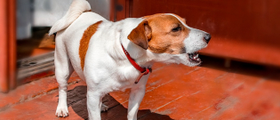 Illustration : "Mon chien aboie quand il est seul : que faire ?"