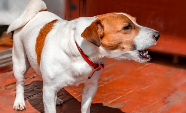 Illustration : "Mon chien aboie quand il est seul : que faire ?"
