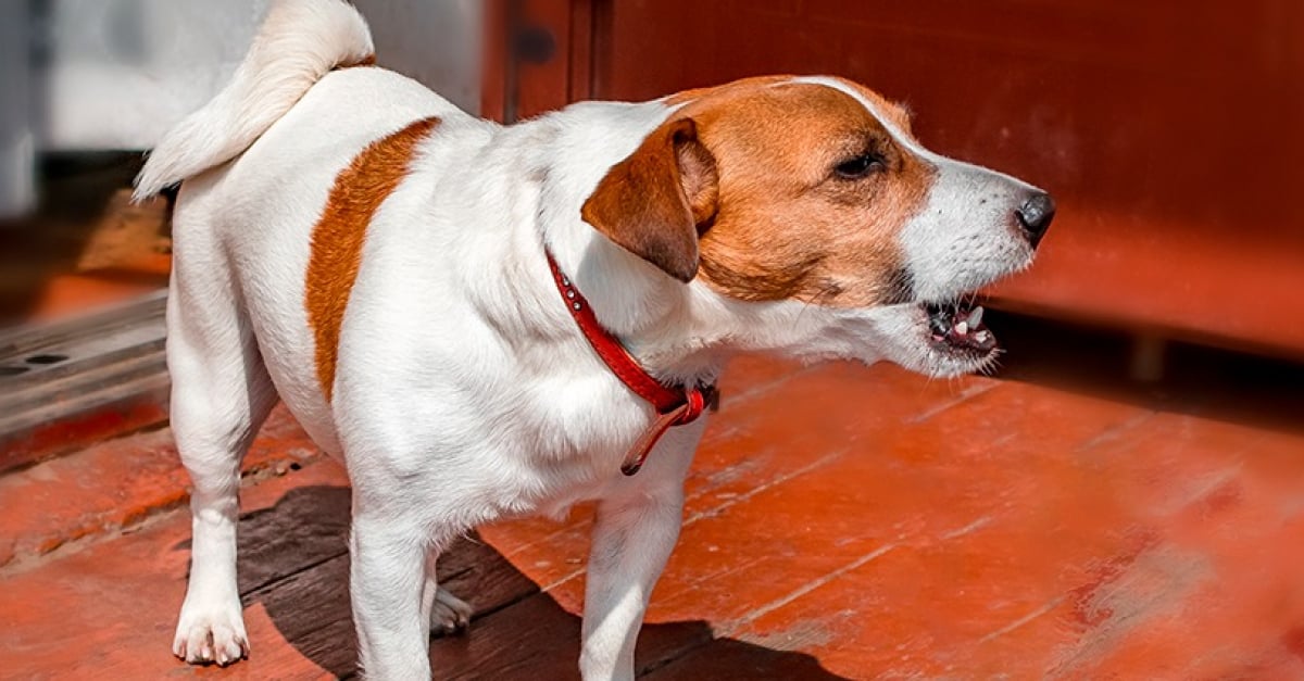 Mon Chien Aboie Quand Il Est Seul chien aboie seul – chien aboyeur solution – Swhshish