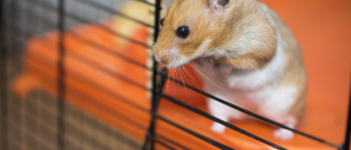 Illustration : "Le langage du Hamster"