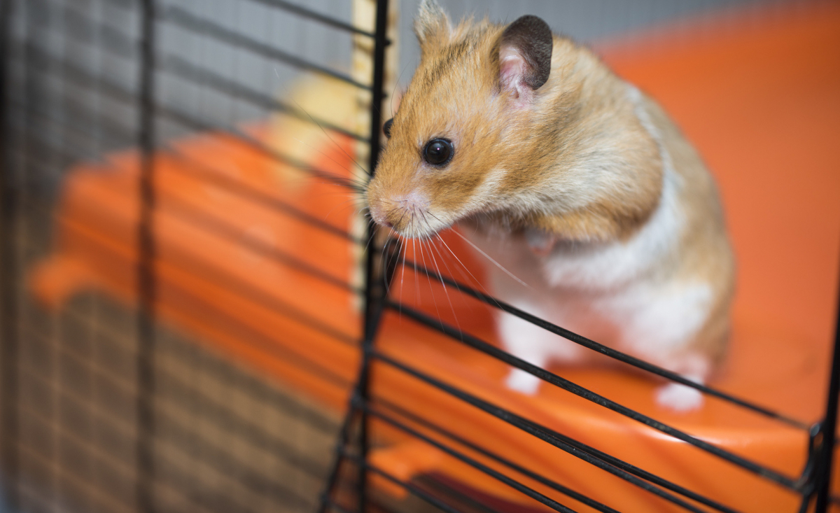 Illustration : "Le langage du hamster"