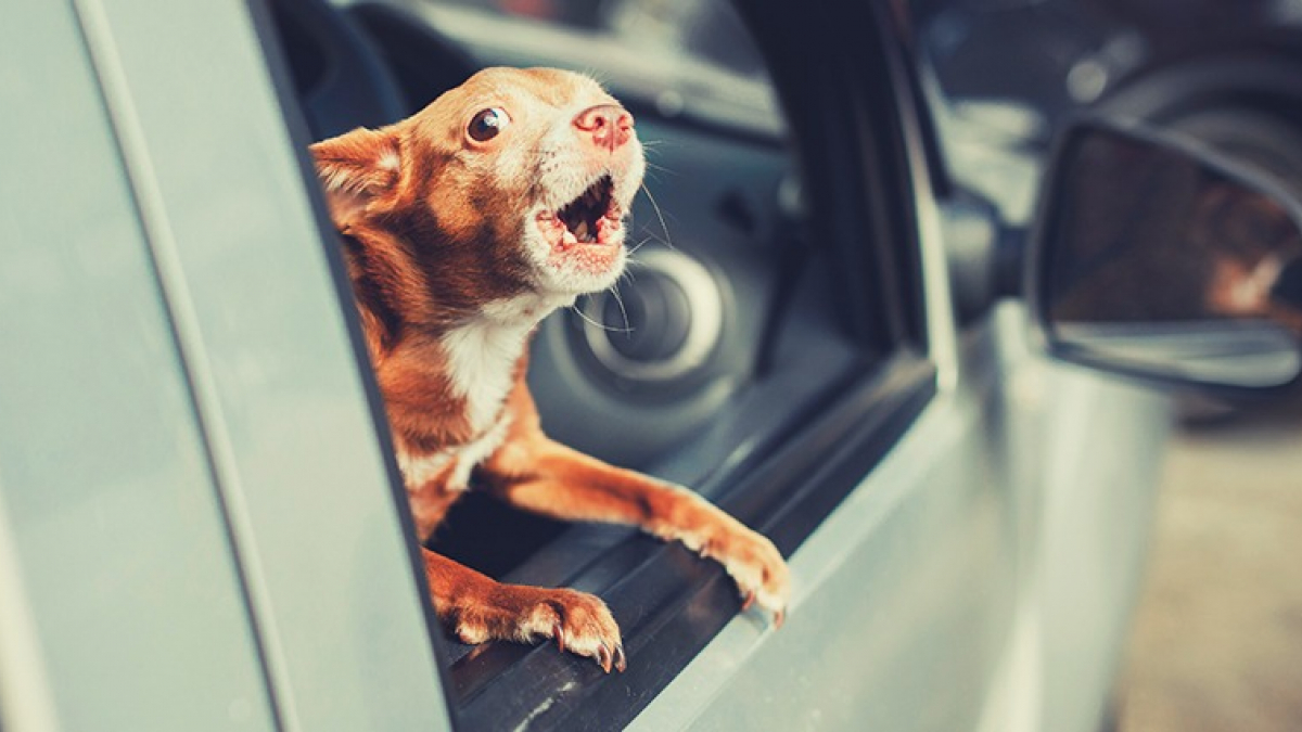 Illustration : "Mon chien aboie en voiture : que faire ?"