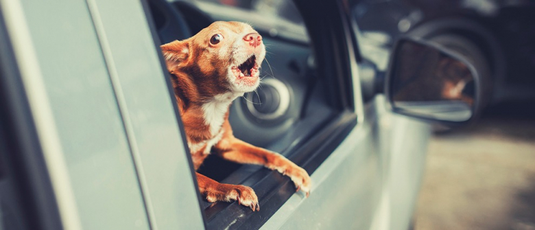 Illustration : "Mon chien aboie en voiture : que faire ?"