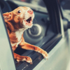 Illustration : Mon chien aboie en voiture : que faire ?