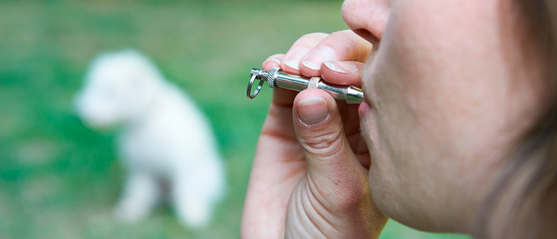 Illustration : "Eduquer son chien avec un sifflet à ultrason"