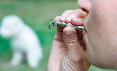 Illustration : "Eduquer son chien avec un sifflet à ultrason"