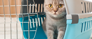 Illustration : "Le chat et le déménagement"