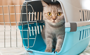 Illustration : "Le chat et le déménagement"