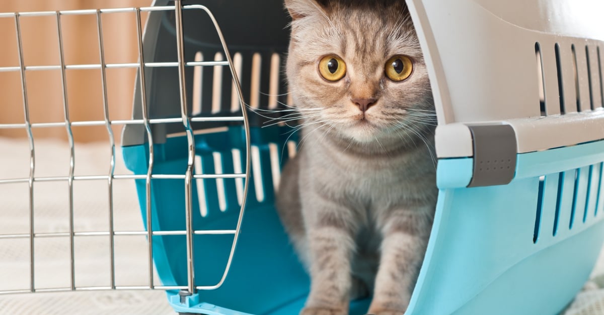 Comment Anticiper Et Gerer Le Demenagement Pour Votre Chat Comment Anticiper Et Gerer Le Demenagement Pour Votre Chat