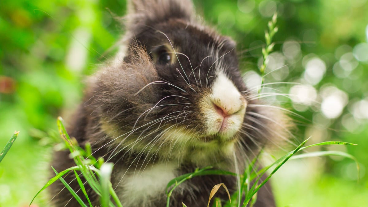 Quelles sont les friandises à donner à votre lapin ?