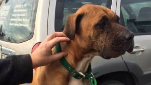 Illustration : Une chienne prend la fuite en plein déménagement et est retrouvée 2 mois plus tard, avec 16 kg en moins