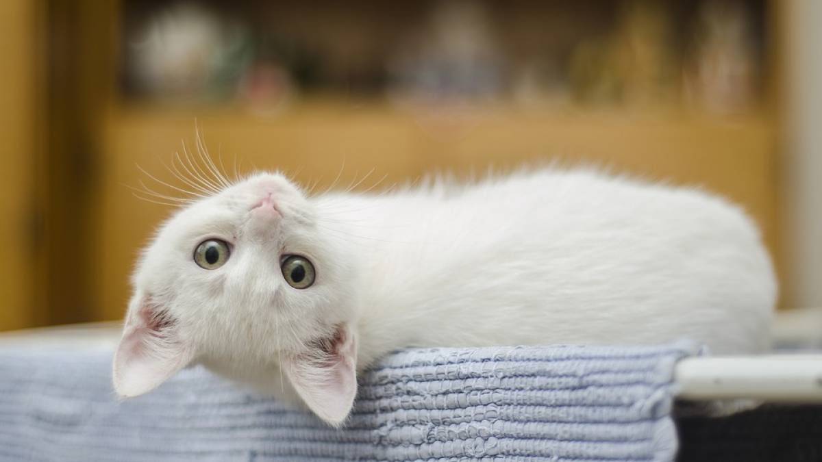 Illustration : "Bientôt des chats hypoallergéniques ? 2 sociétés sont entrées en concurrence !"