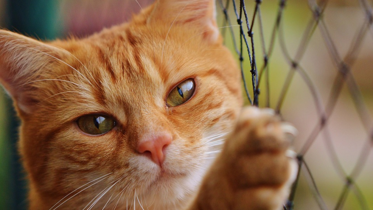 Illustration : "Un chat sauvé d’un incendie, placé sous oxygène et réanimé !"