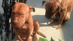 Illustration : Deux chiens qui servaient d’appâts ont été abandonnés, blessés, devant la porte d’une femme