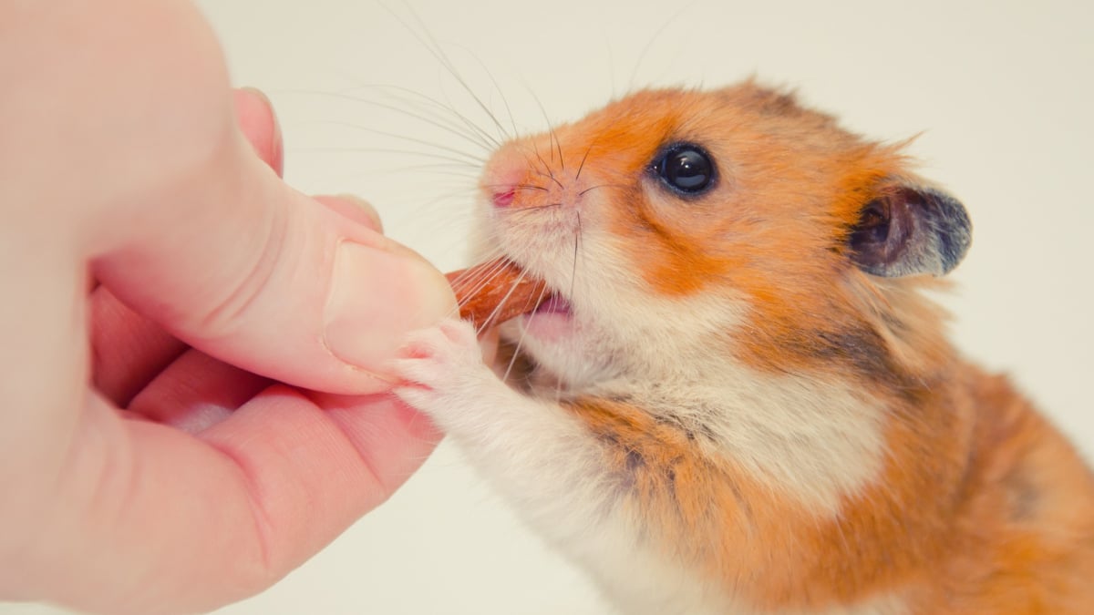 Illustration : "Les friandises pour hamster"