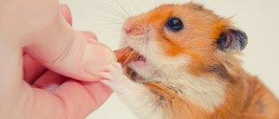 Illustration : "Les friandises pour hamster"