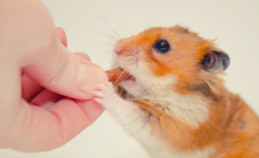 Illustration : "Les friandises pour hamster"