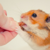 Illustration : Les friandises pour hamster