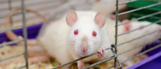 Illustration : "Les accessoires indispensables pour la cage du rat"