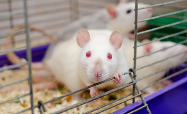 Illustration : "Les accessoires indispensables pour la cage du rat"