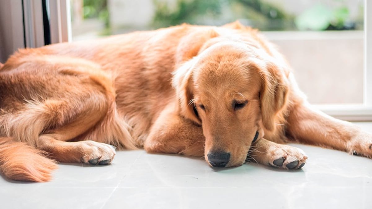 Illustration : "Apprendre à son chien à gérer sa frustration "