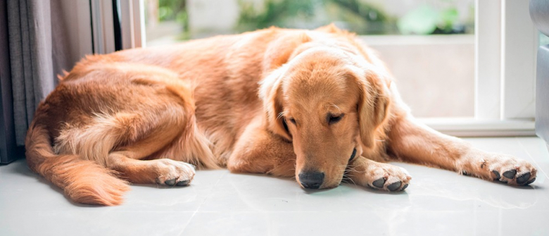 Illustration : "Apprendre à son chien à gérer sa frustration "