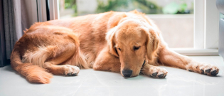 Illustration : "Apprendre à son chien à gérer sa frustration "