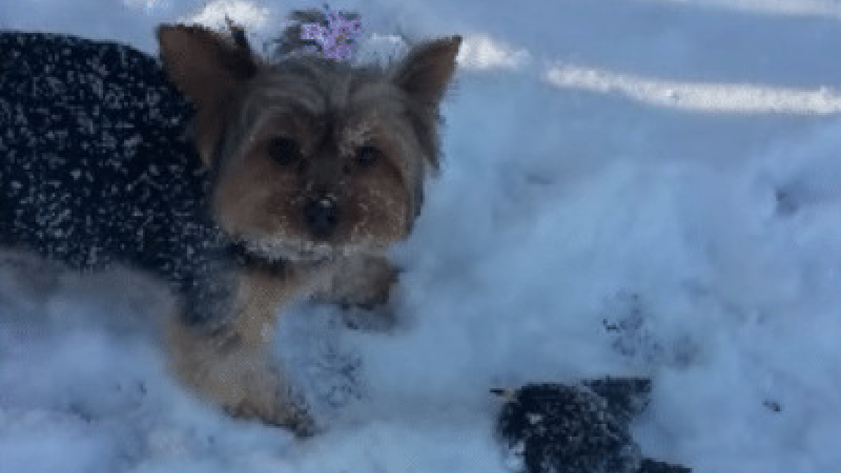 Illustration : "Un chien a trouvé un oiseau gelé dans la neige et a réussi à le faire survivre"