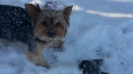 Illustration : Un chien a trouvé un oiseau gelé dans la neige et a réussi à le faire survivre