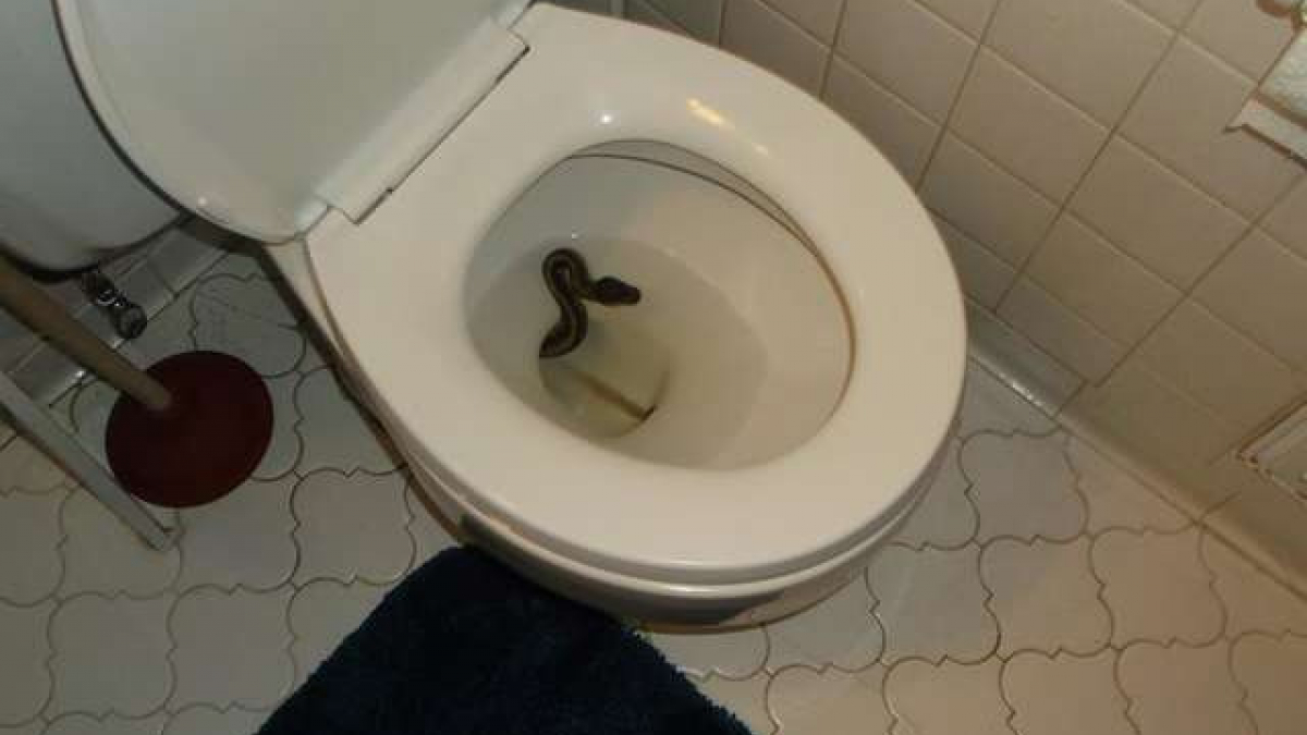 Illustration : "Un homme découvre un serpent au fond de ses toilettes"