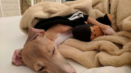 Illustration : Un chien aveugle n’arrive pas à avoir d’ami, jusqu’au jour où il rencontre son âme soeur