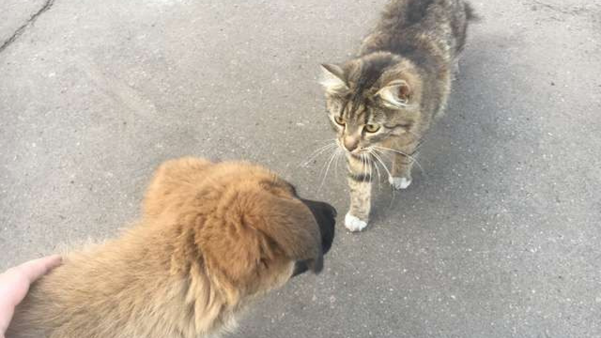 Illustration : "Un chien et un chat le rencontrent à son travail, il décide de les adopter"