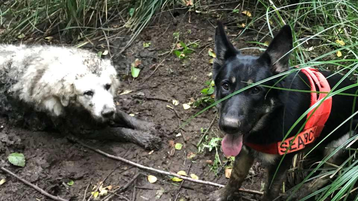 Illustration : "Un chien sauve la vie d’un congénère coincé dans la boue dans les bois"